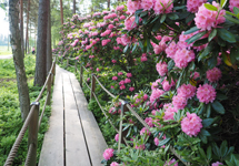 Rhododendron park