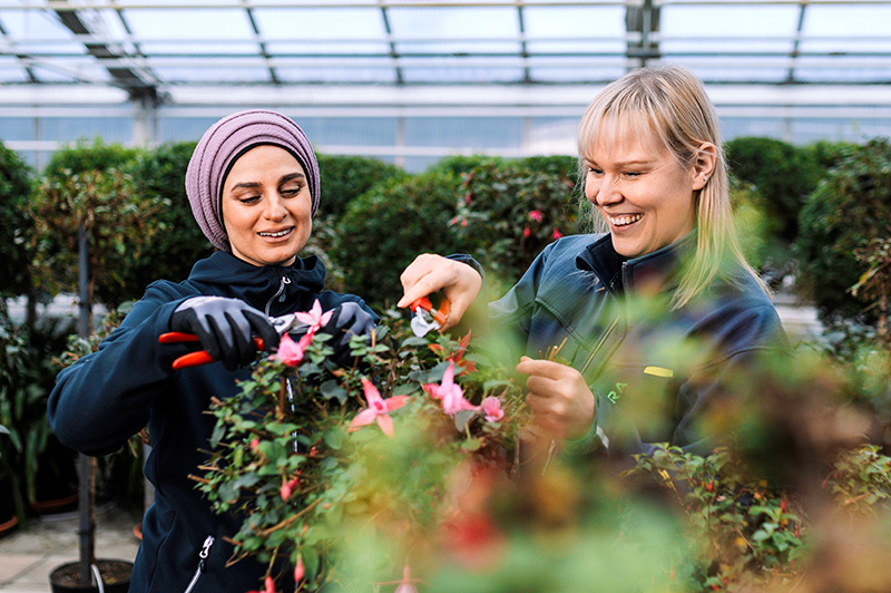 Kaksi Staran työntekijää kasvihuoneella leikkaamassa kukkia.