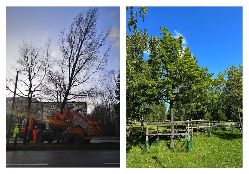 Vasemmalla kuva puun irrottamisesta, oikealla siirretty puu uudella kasvupaikallaan.