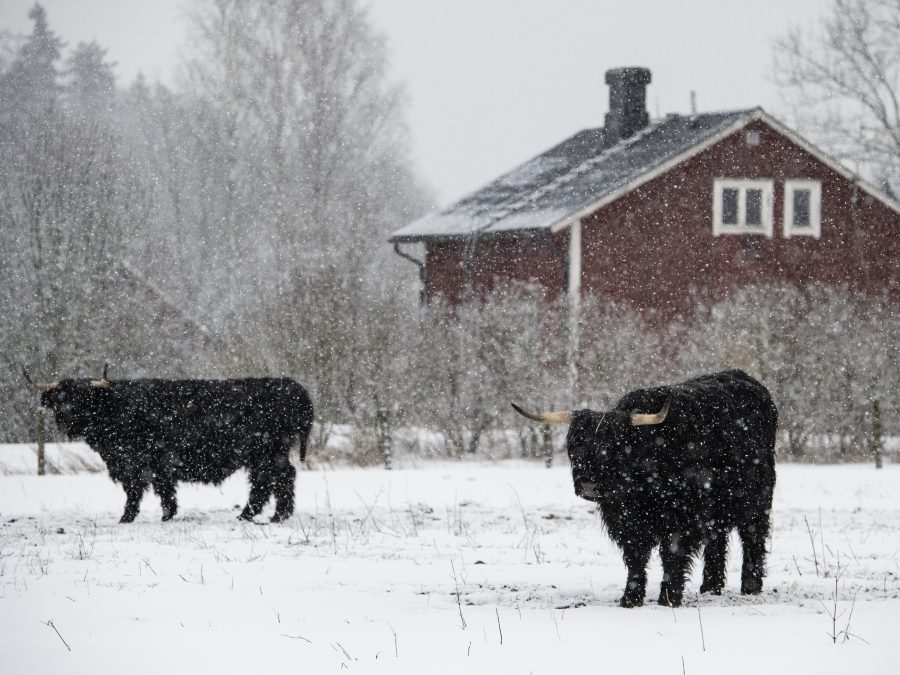 Ylämaankarjaa Haltialan tilalla