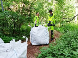 Järviruokosilppua levitään Niskalan arboretumin polulle