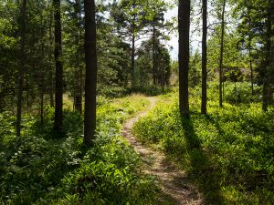 Metsäpolku Vasikkasaaressa.
