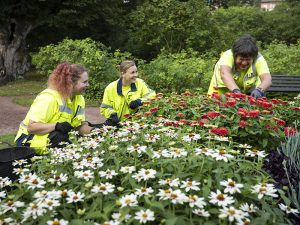 Staran vihertyöntekijöitä Herttoniemen kartanopuistossa.