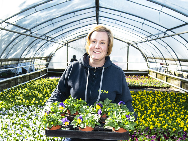 Staran työntekijä kukkien kanssa kasvihuoneella