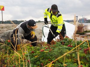 Staran työntekijöitä poistamassa kurtturuusua Seurasaarenselällä.