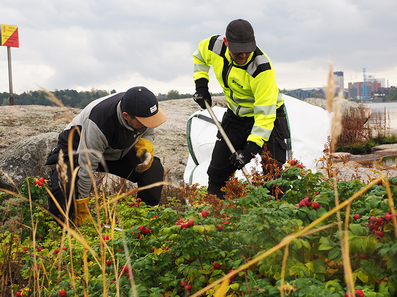 Staran työntekijöitä poistamassa kurtturuusua Seurasaarenselällä.